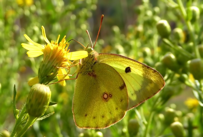 Pieridae di fine stagione....